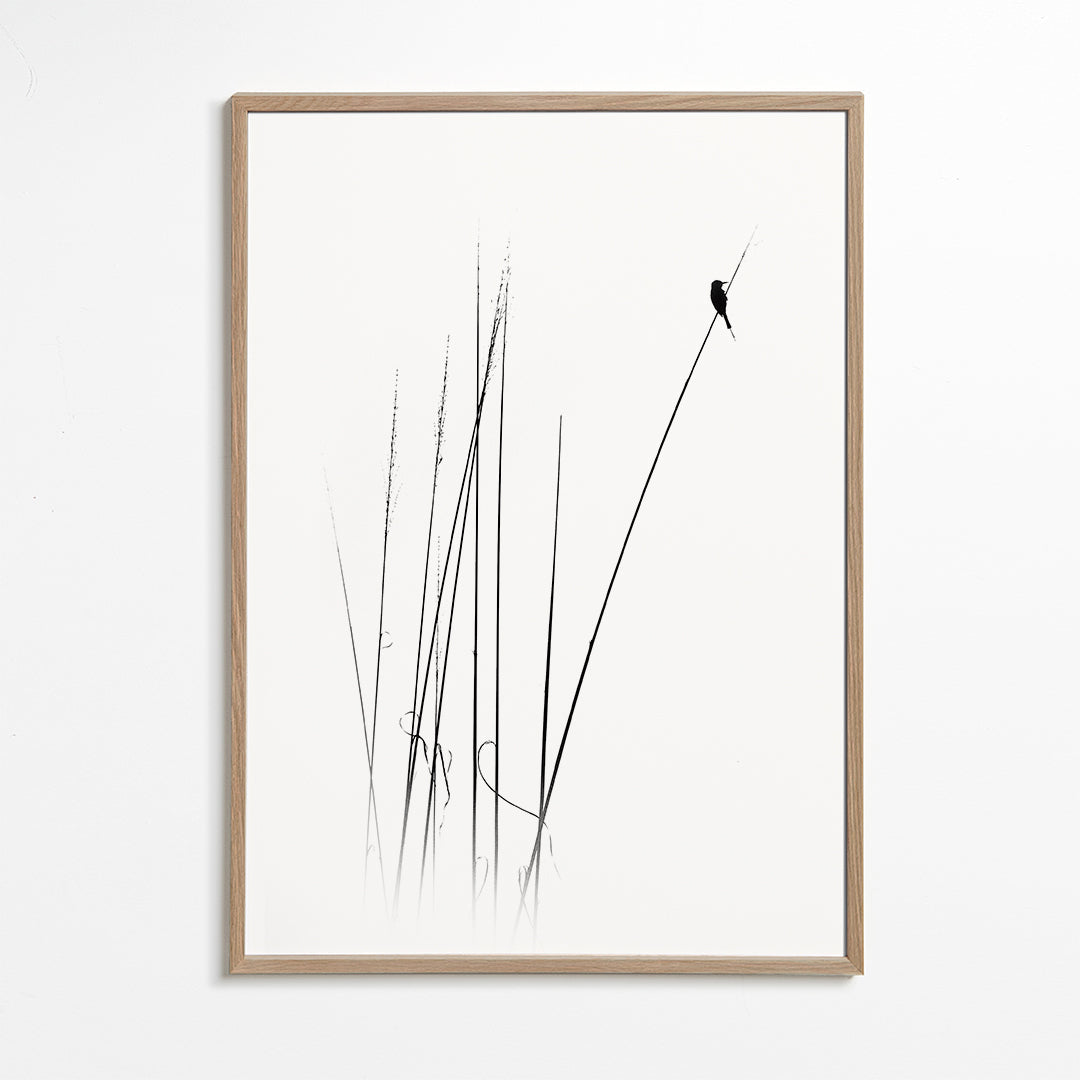 Fotografie: vogel op riet minimal