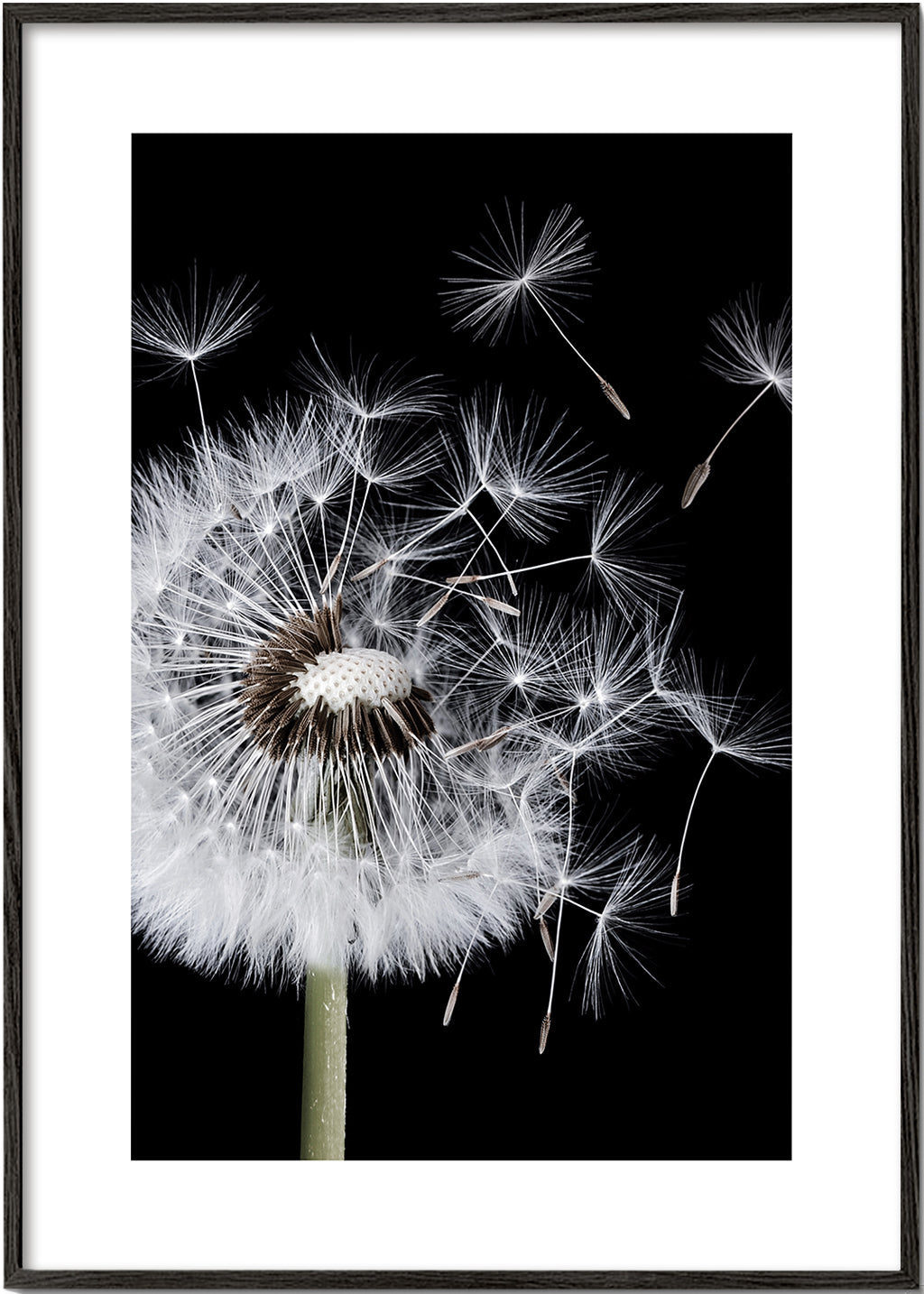 Dandelion Blowing