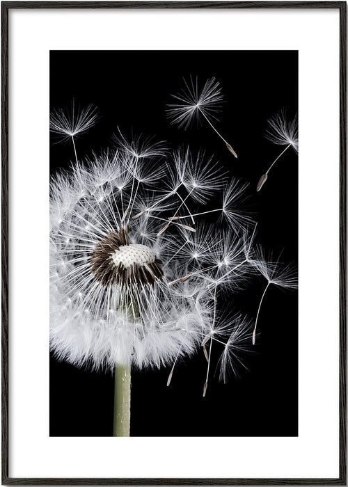 Botanische poster: paardenbloem macro