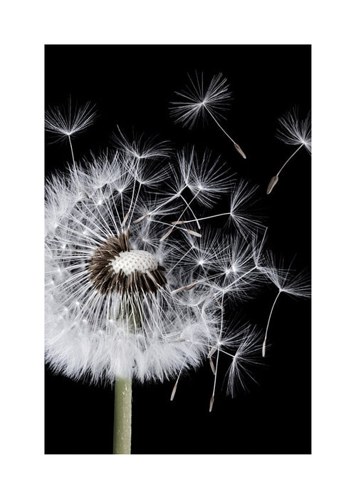 Botanische poster: paardenbloem macro