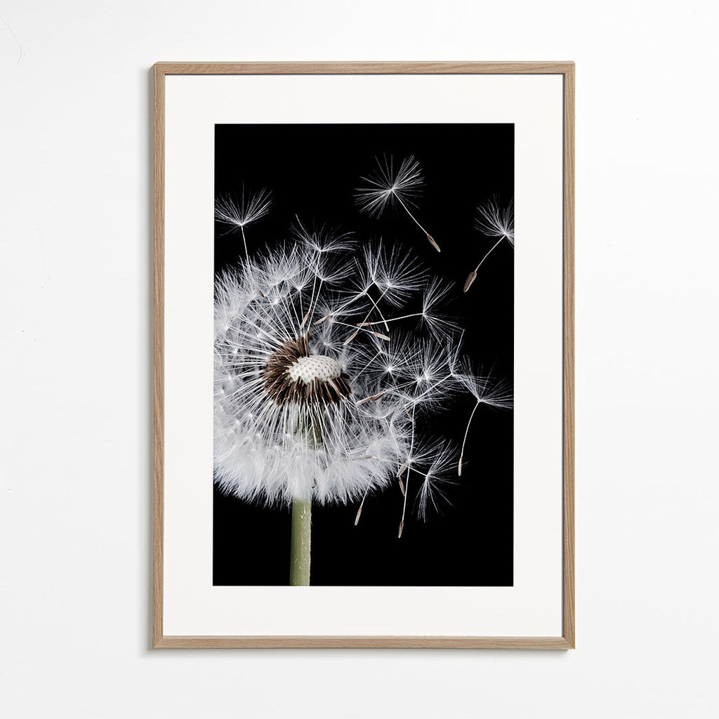 Dandelion Blowing