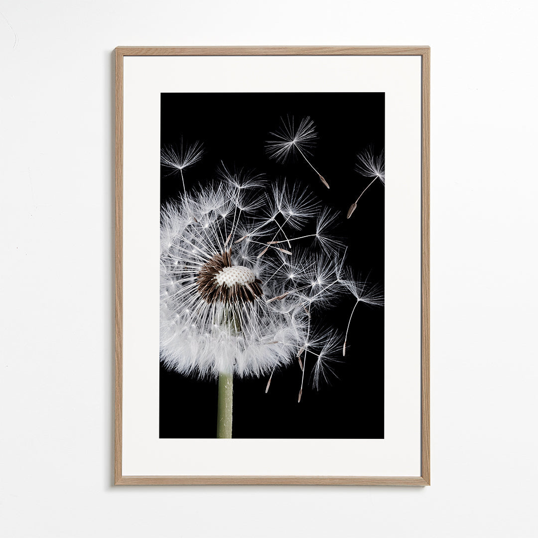 Dandelion Blowing