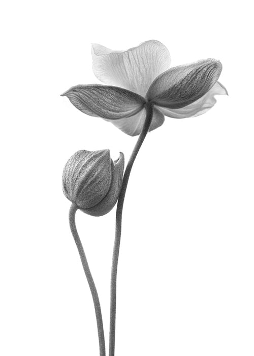 Botanische print in zwart-wit