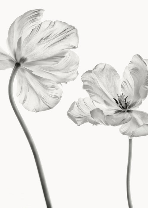 Botanische print: tulpen zwart-wit