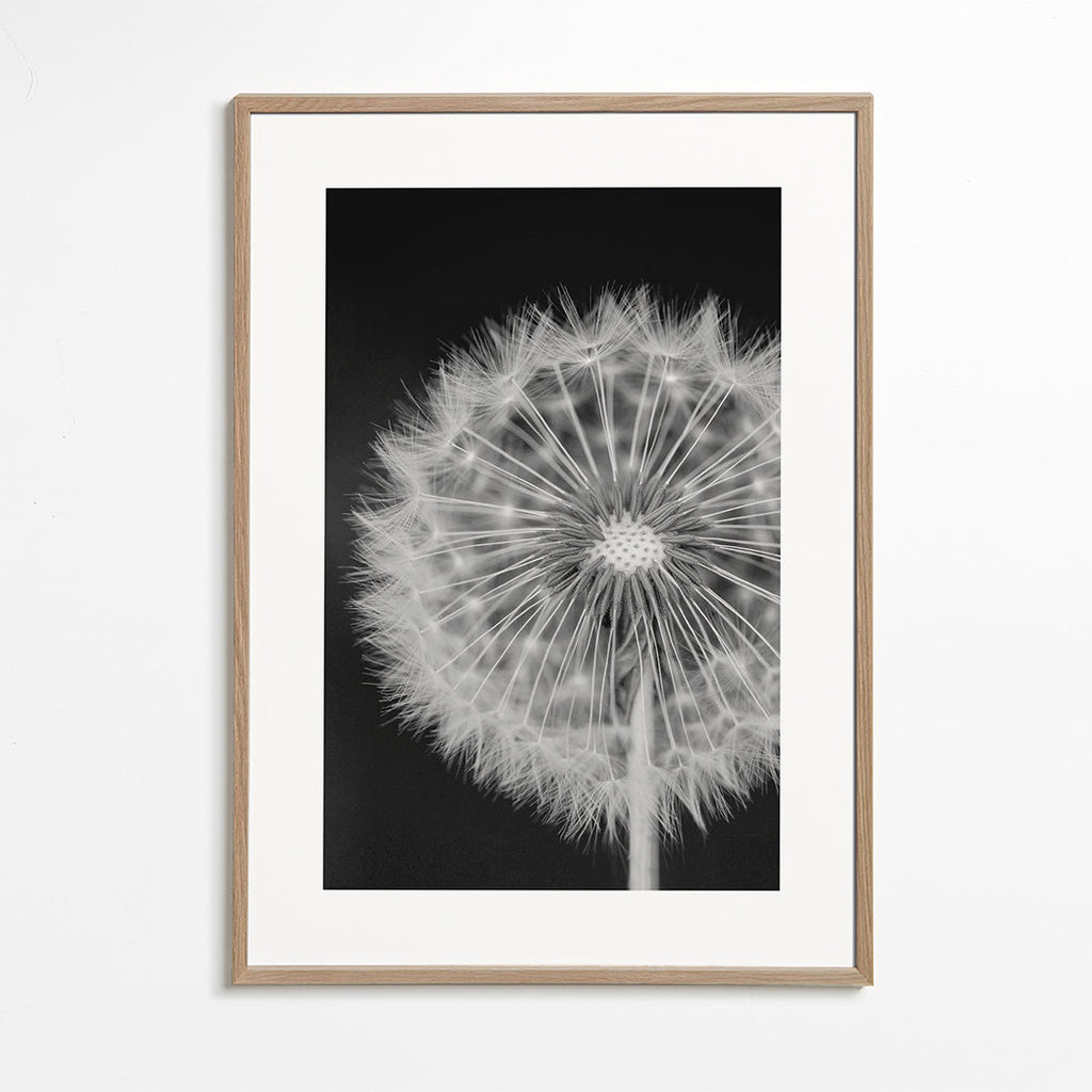 Dandelion - Bess Hamiti