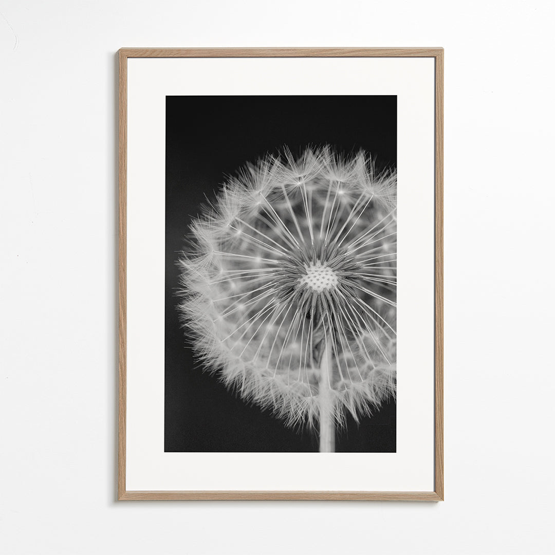 Dandelion - Bess Hamiti
