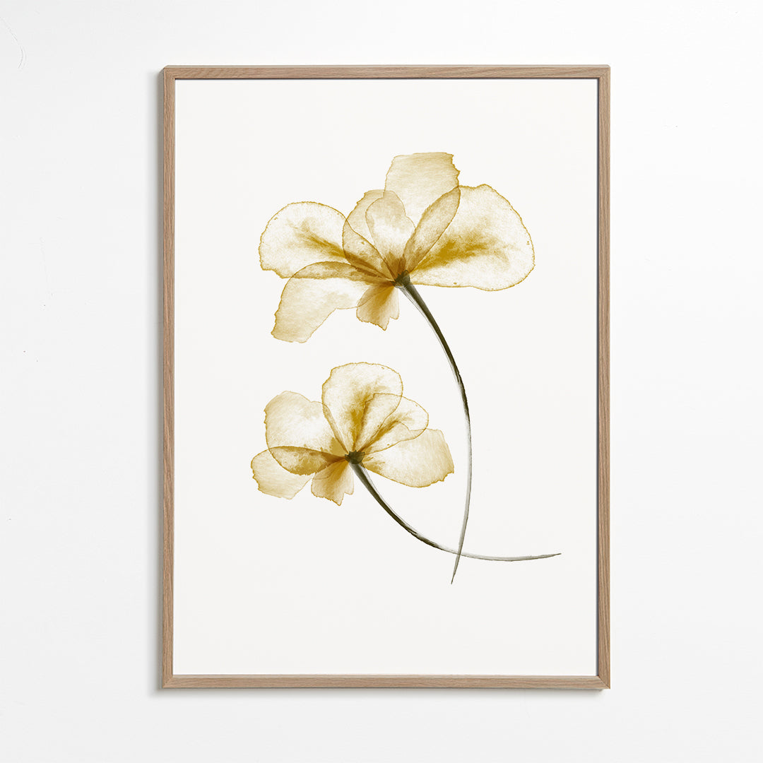 Pressed Flowers