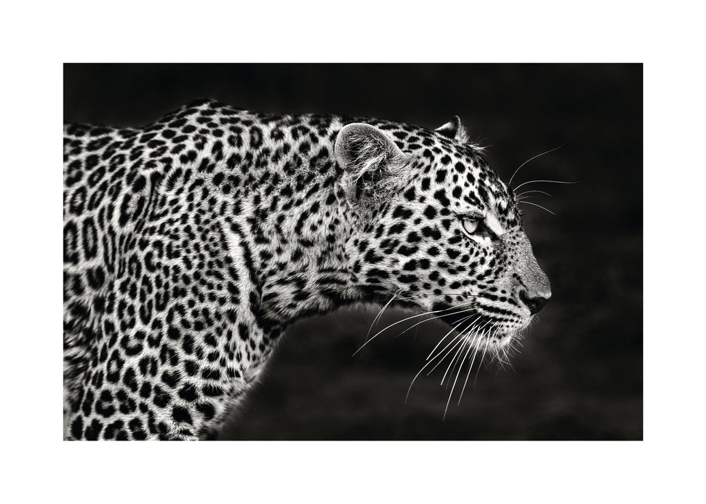 Leopard Close Up - Unframed art print