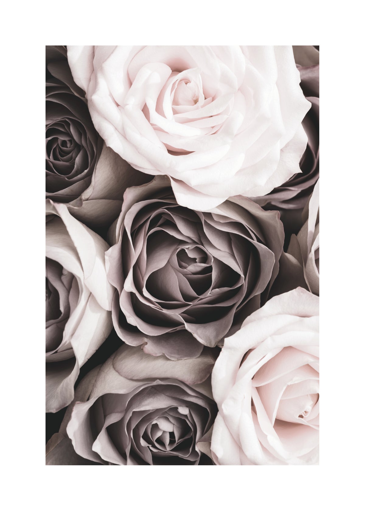 Roses - Unframed art print