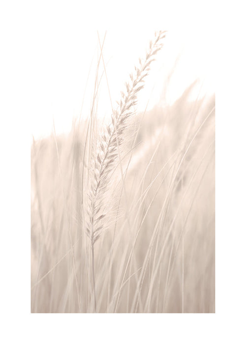 Botanische poster: halmen in zachte tinten