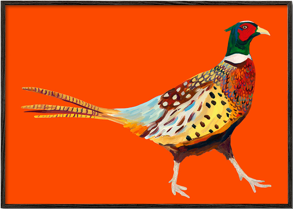 Strutting Pheasant On Orange