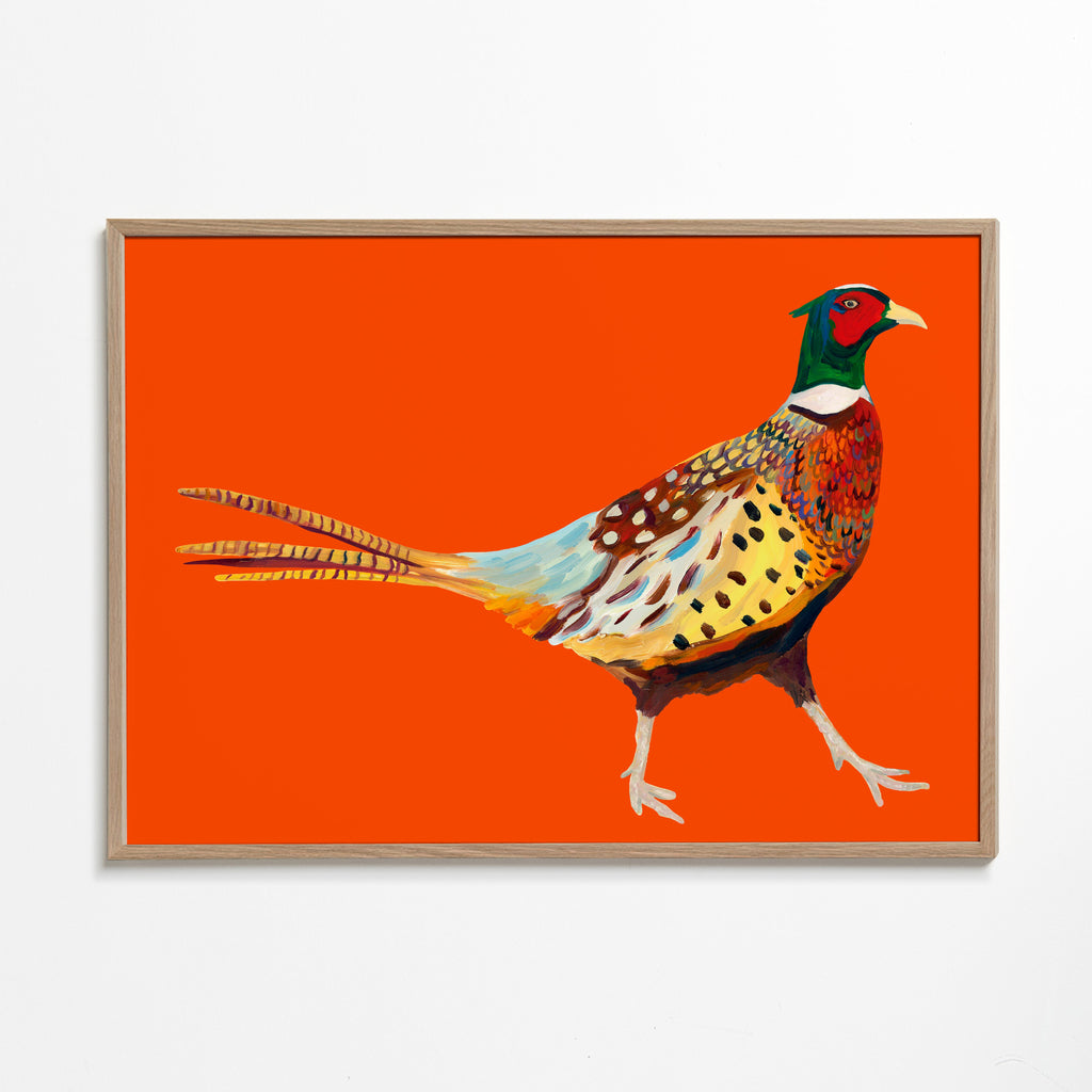 Strutting Pheasant On Orange