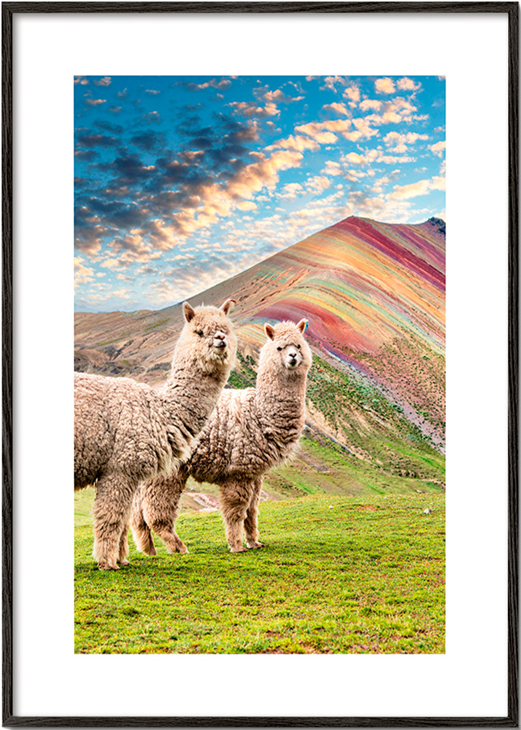Artwork alpacas bij regenboogberg – Black Frame