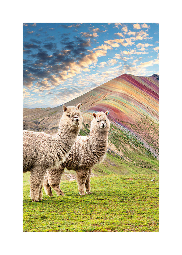 Œuvre alpacas sur la montagne arc-en-ciel