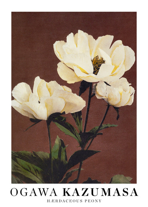 Botanische poster witte pioenroos