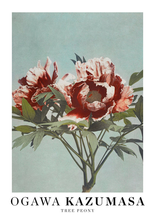 Botanische poster Rode pioen op aquamarijn