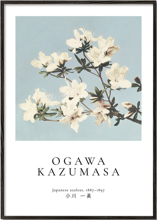 Botanische print: Japanse azalea's op blauw