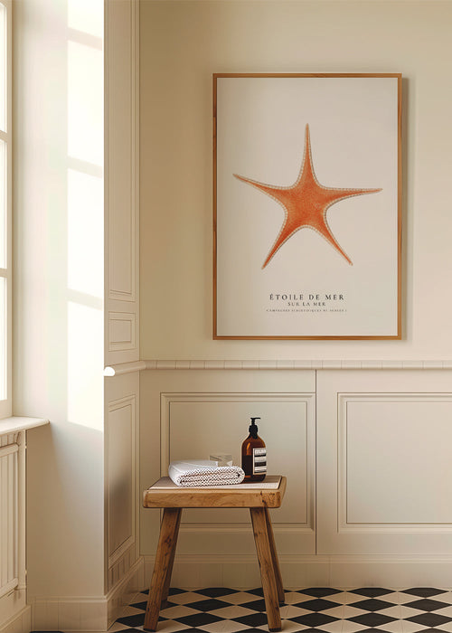 Artwork Zeester — wetenschappelijke illustratie minimalistisch