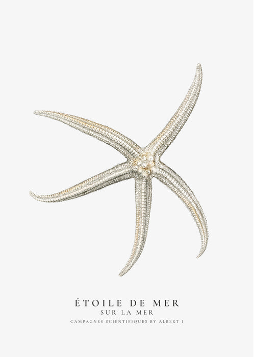 Zeester specimen kunstwerk op witte achtergrond