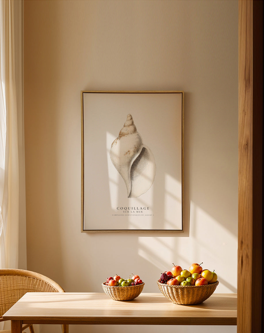 The gastropod shell (Coquillage) - Sealife Collection - Framed canvas in an interior