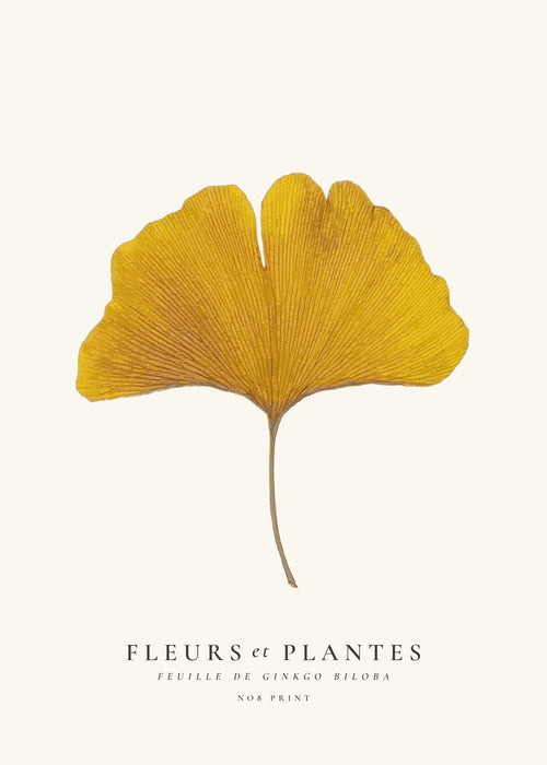 Botanical, Fleurs et plantes -Ginkgo biloba leaf - Unframed art print