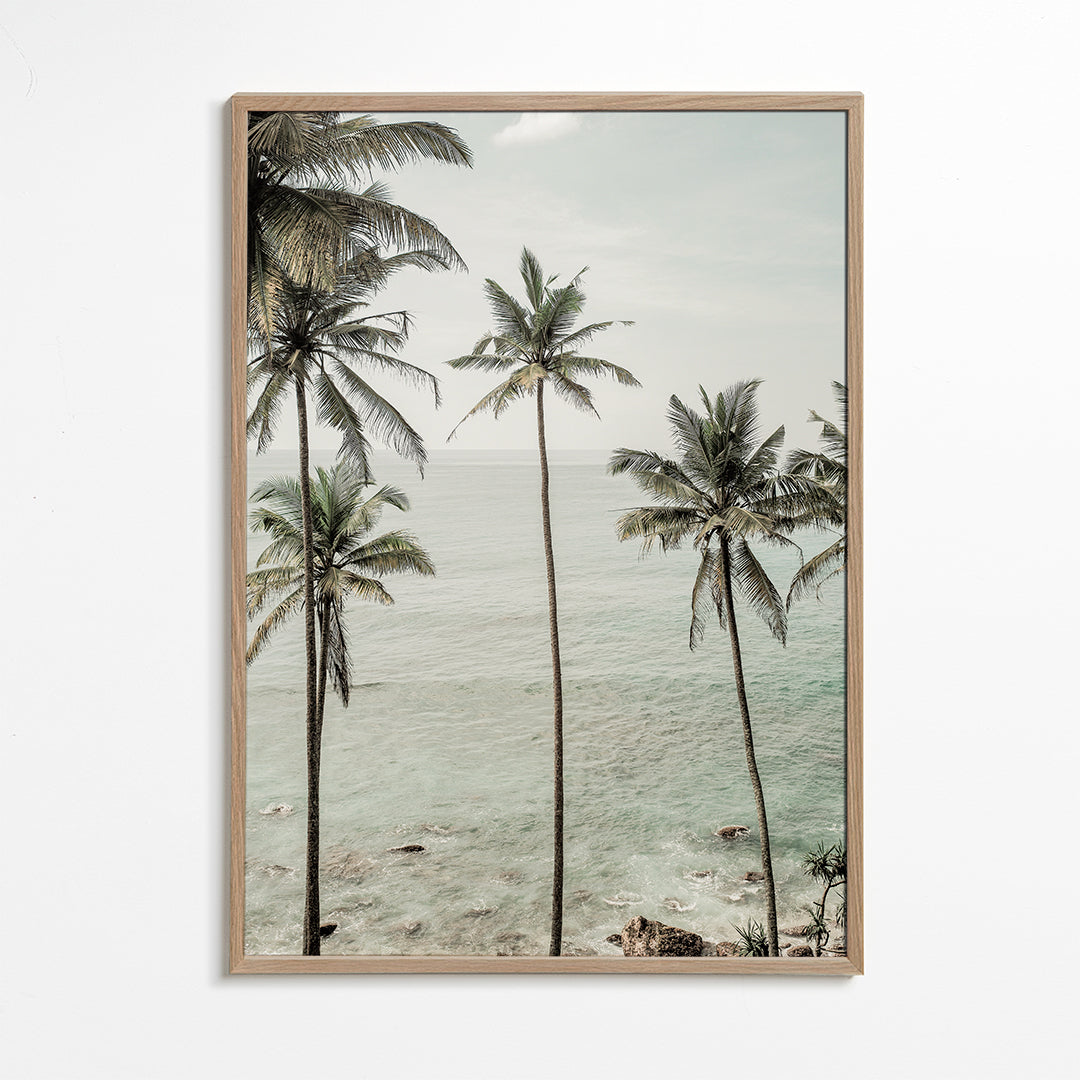 Tropical Dreams