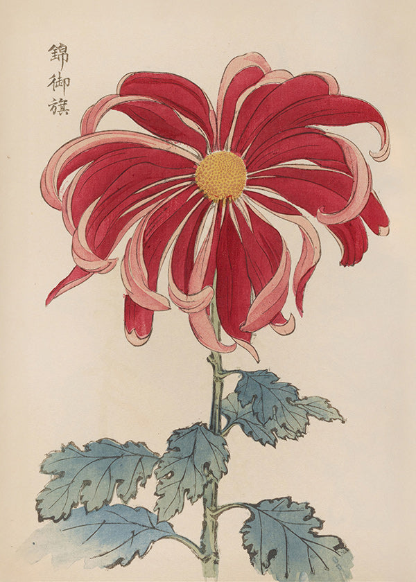 Botanische print Japanse chrysant rood
