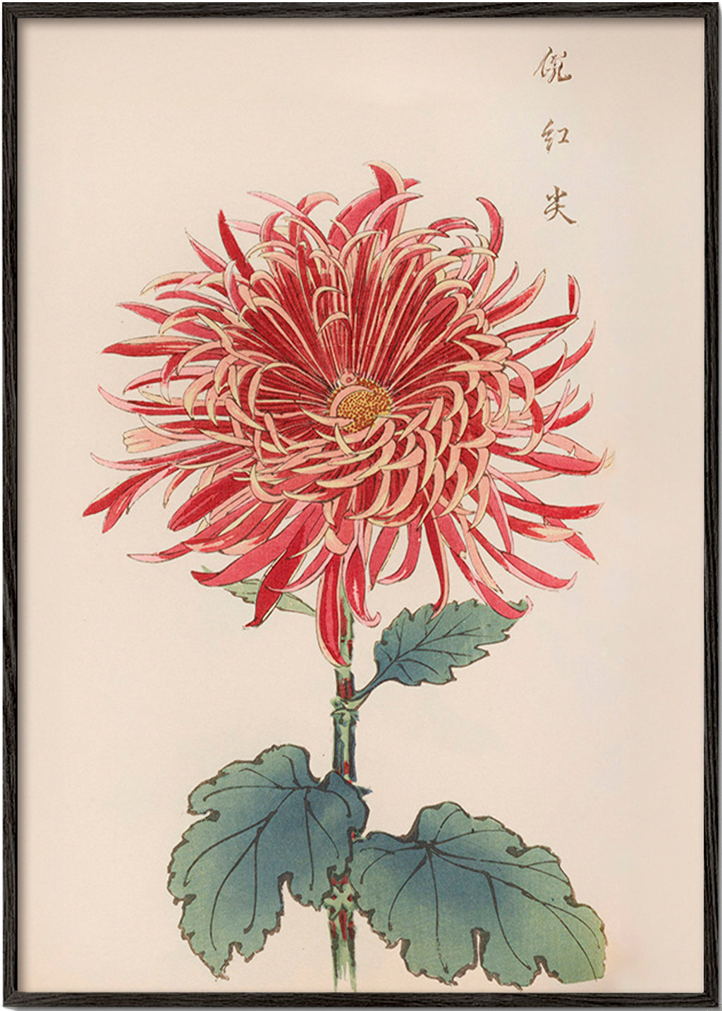 Impression botanique chrysanthème rouge détaillé