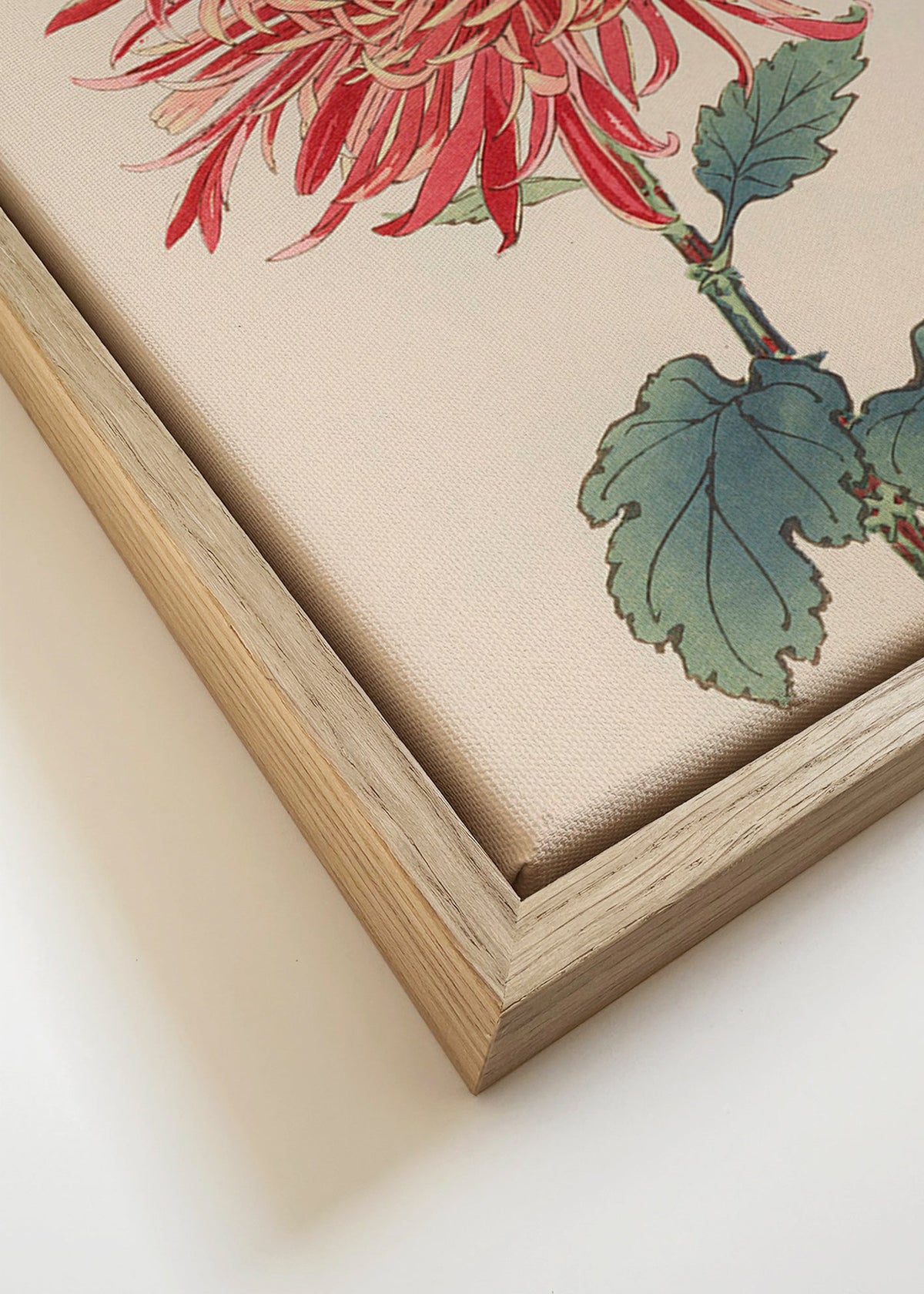 Botanischer Druck Rote Chrysantheme Detail