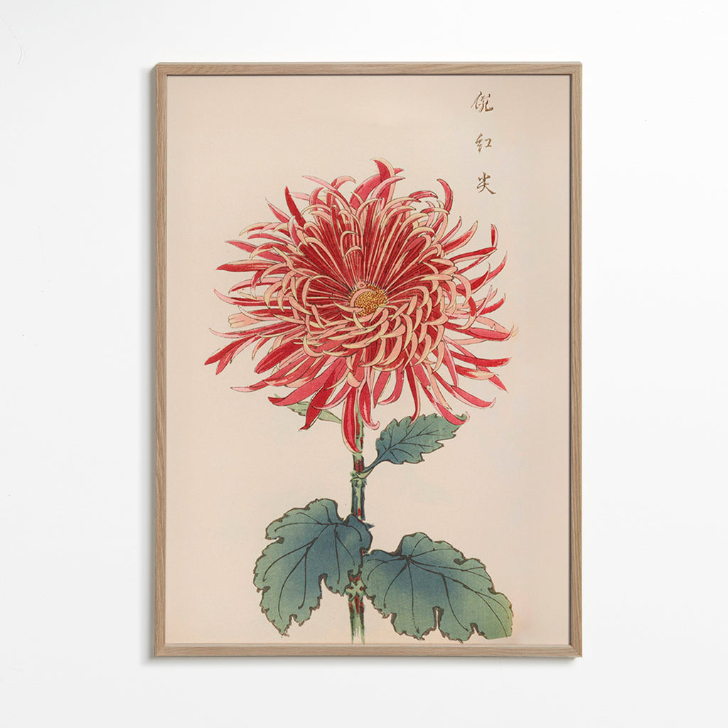 Impression botanique chrysanthème rouge détaillé
