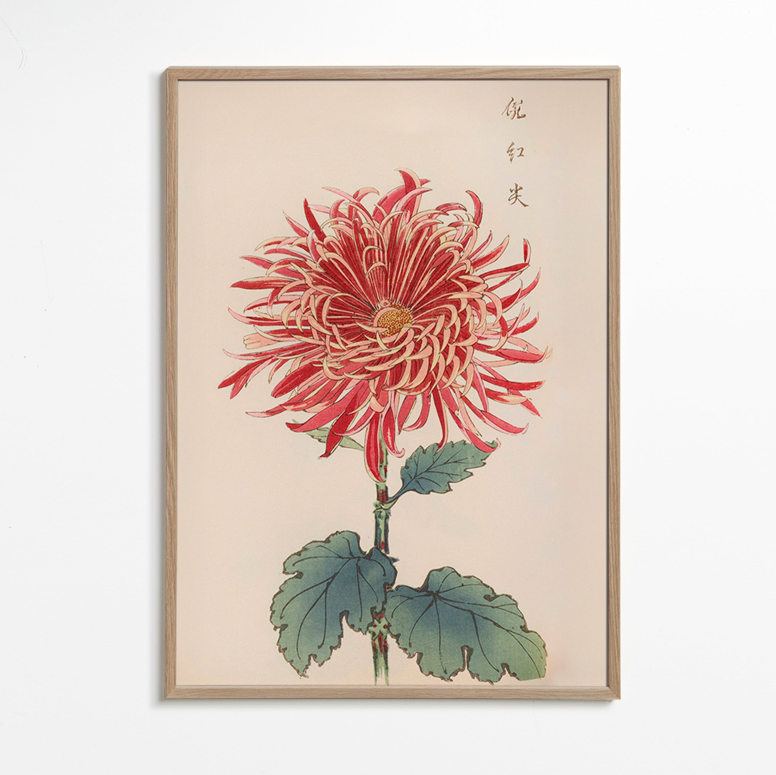 Impression botanique chrysanthème rouge détaillé