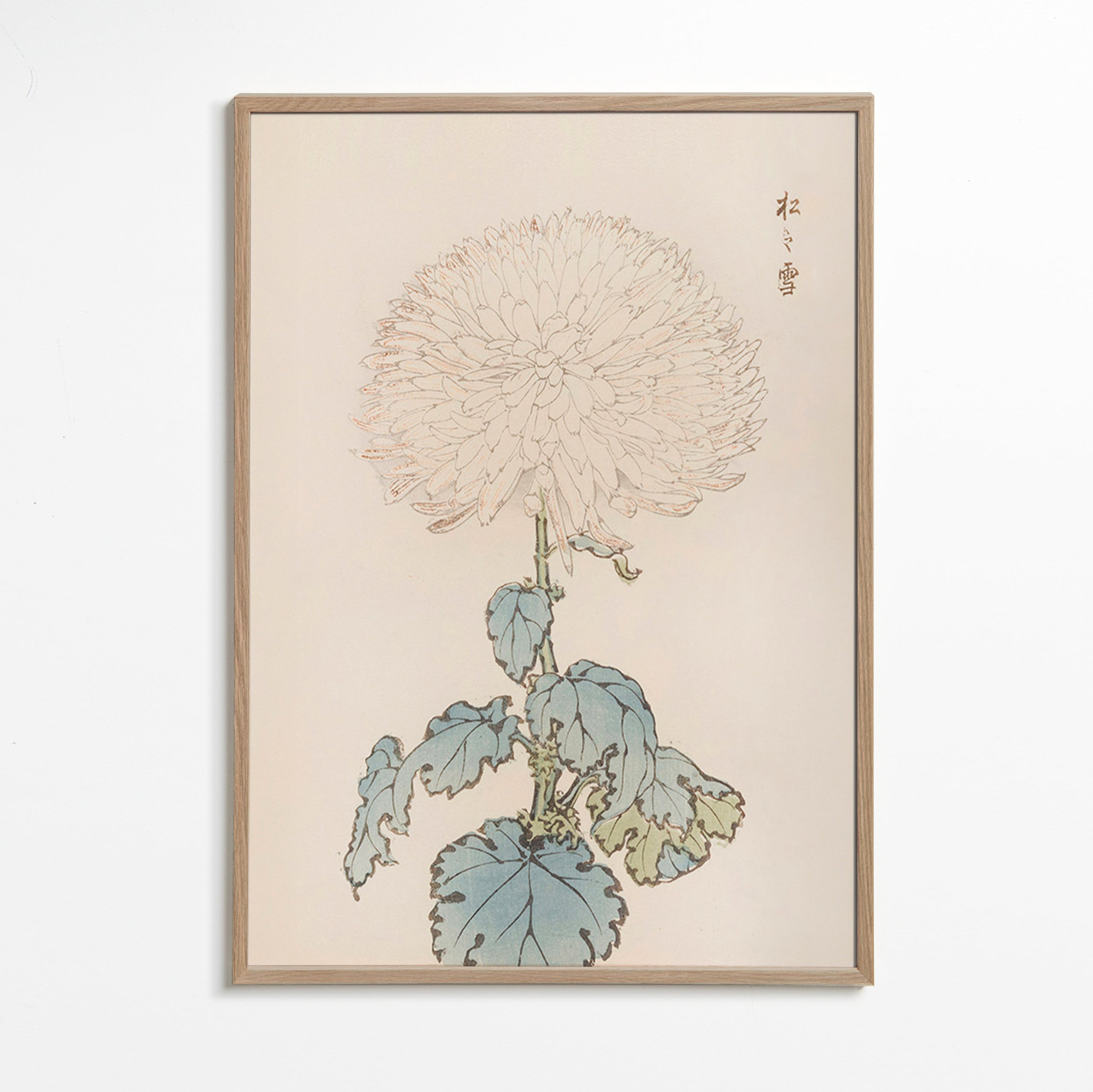 Impression botanique: étude du chrysanthème japonais