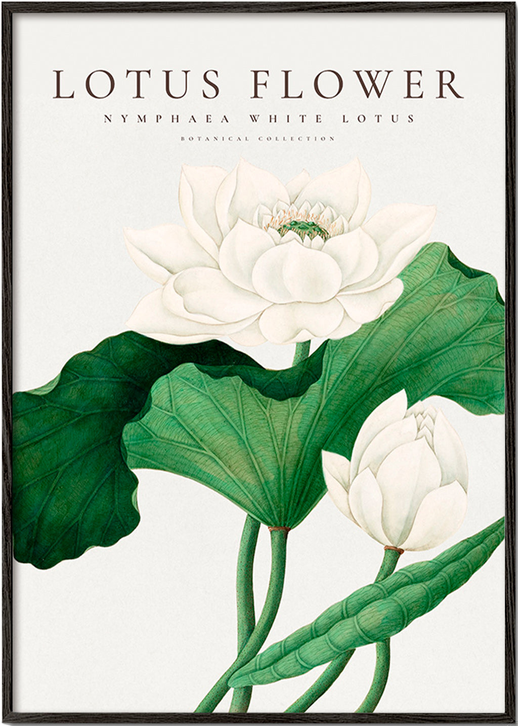 Botanische print Witte lotus studie