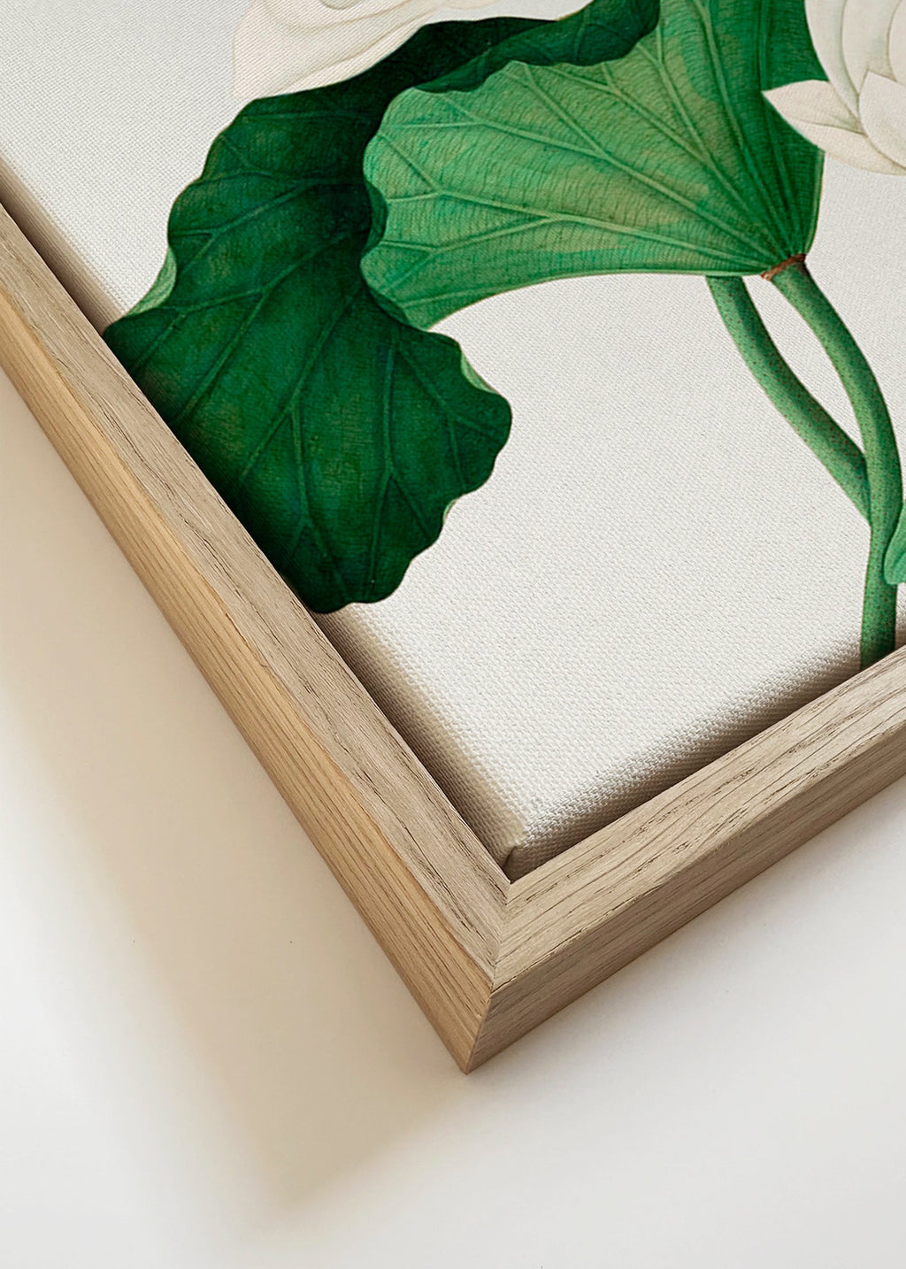 Botanische print Witte lotus studie