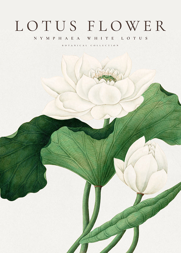 Botanische print Witte lotus studie