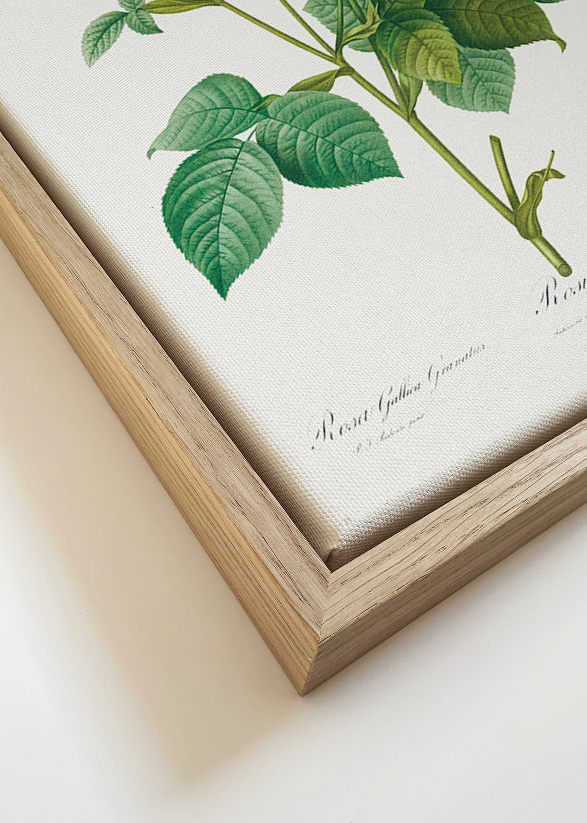 Botanische print Roos Gallica – Canvas detail