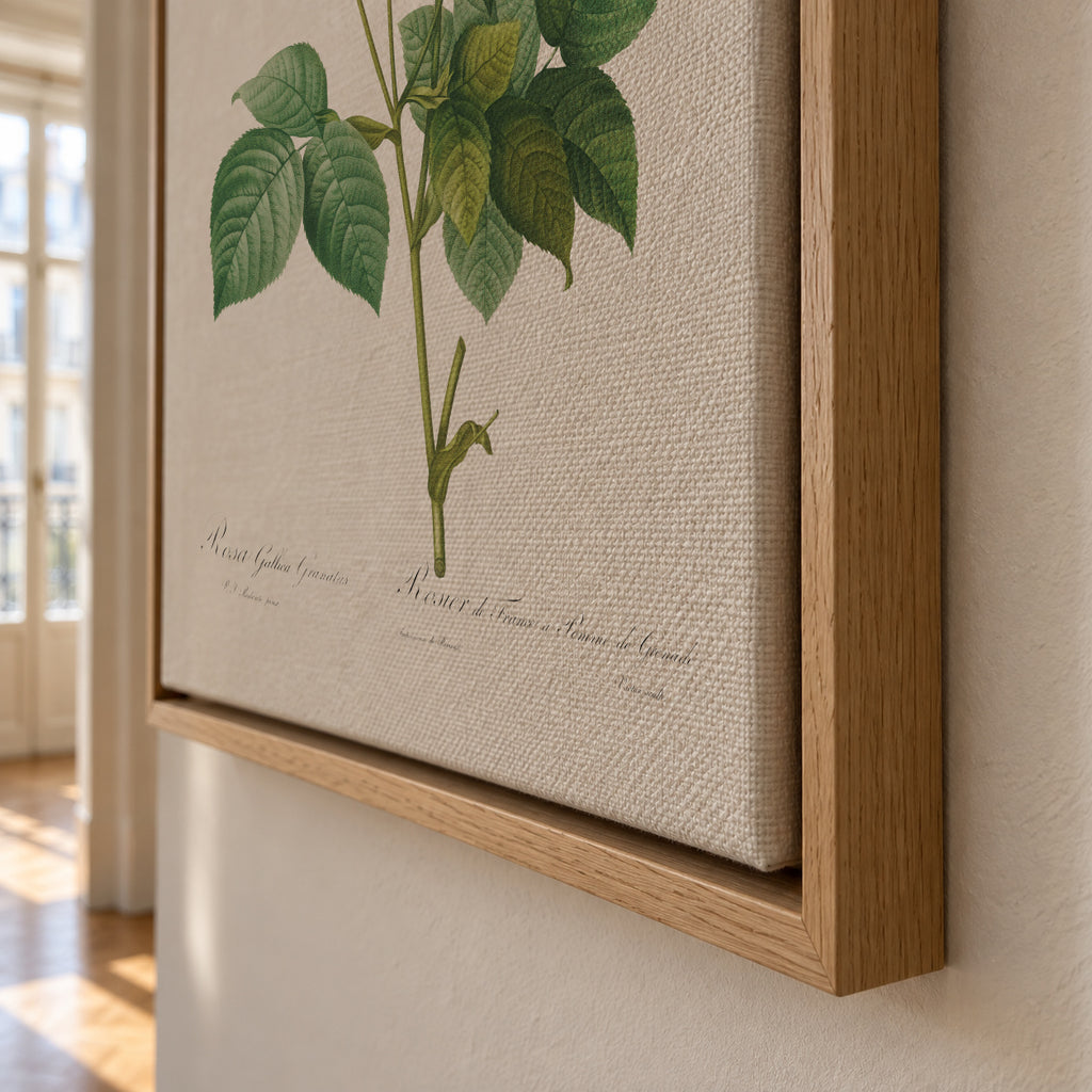 Rosa Gallica Granules - Framed canvas detail