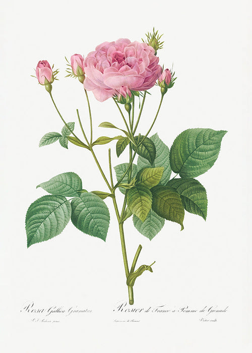 Botanische print Roos Gallica