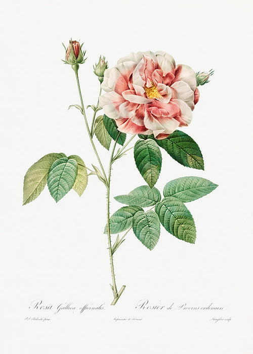 Botanische print Rosa Gallica wetenschappelijke plaat