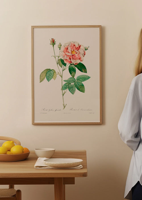 Botanische print Rosa Gallica wetenschappelijke plaat – Product1