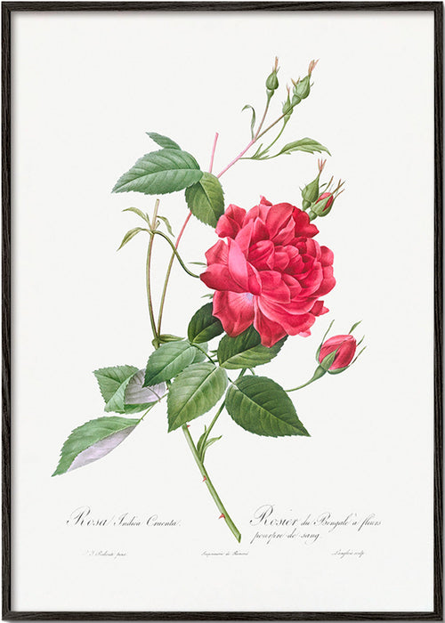Botanische print met rode roos close-up – Black Frame