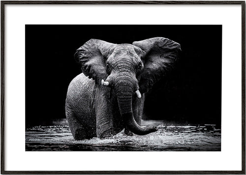 Werk: olifantenportret wadend in water in zwart-wit – Black Frame