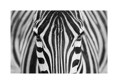 Zebra close-up foto