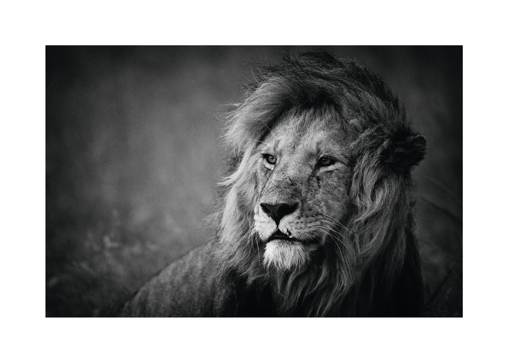 Regal - Unframed art print