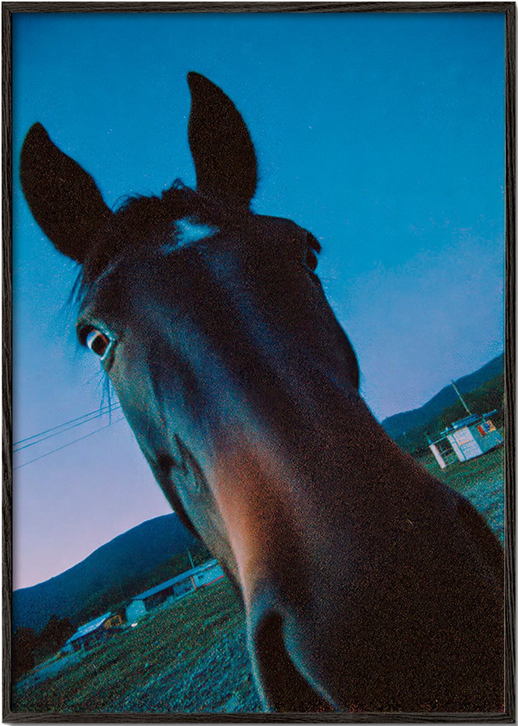 Œuvre cheval gros plan nocturne