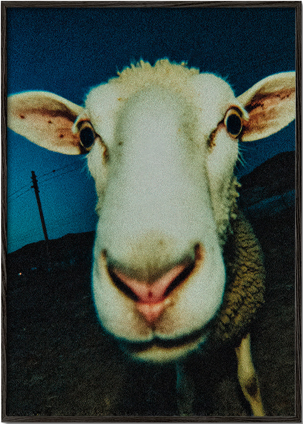 Portrait de mouton en gros plan