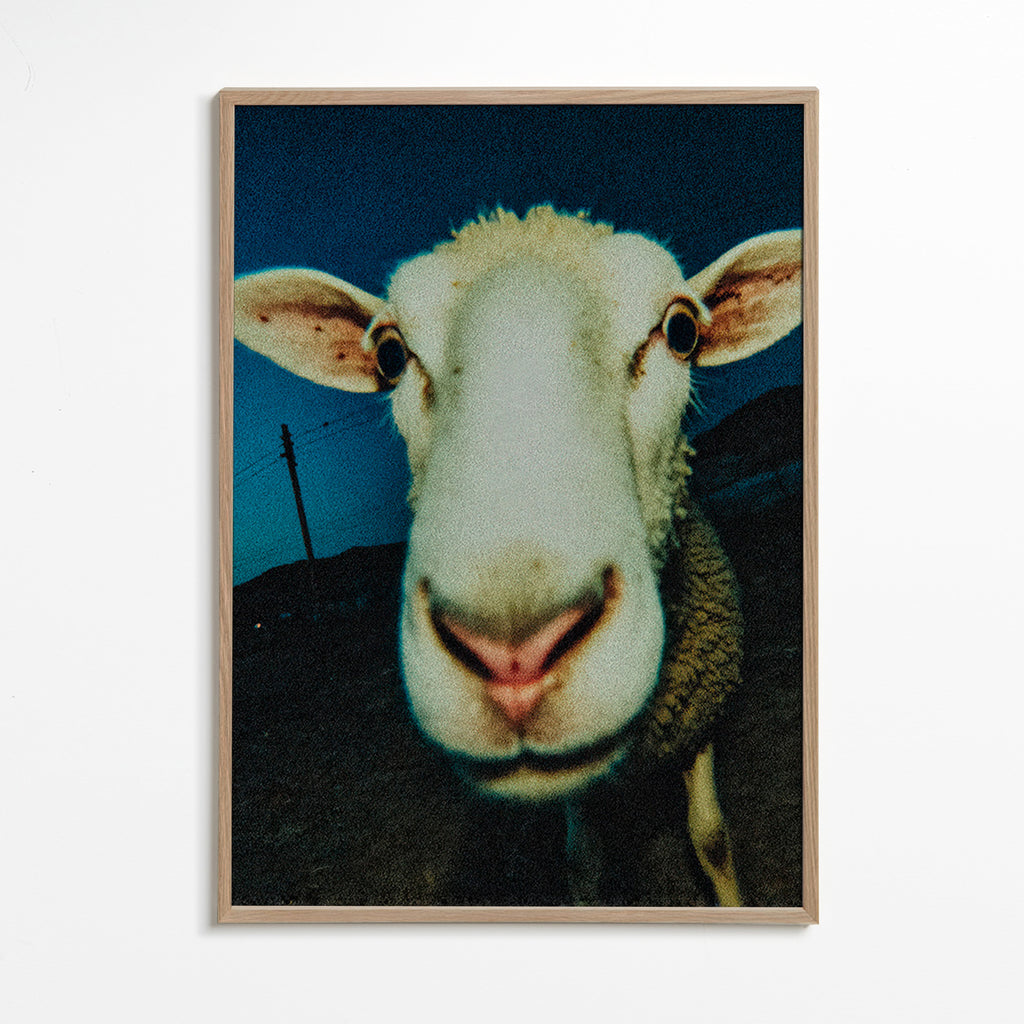 Portrait de mouton en gros plan