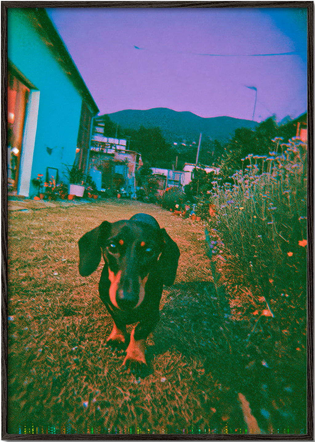Hond bij schemering foto