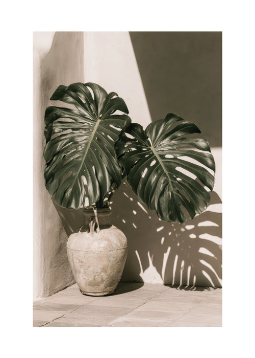 Monstera Shadow - Unframed art print